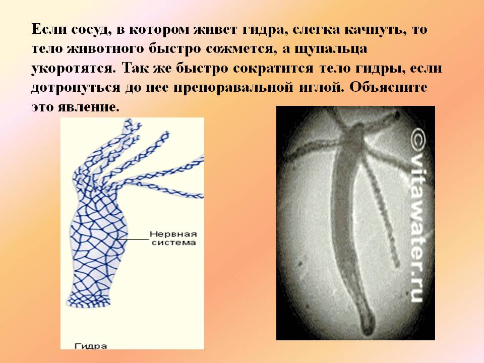 Кракен короткая ссылка